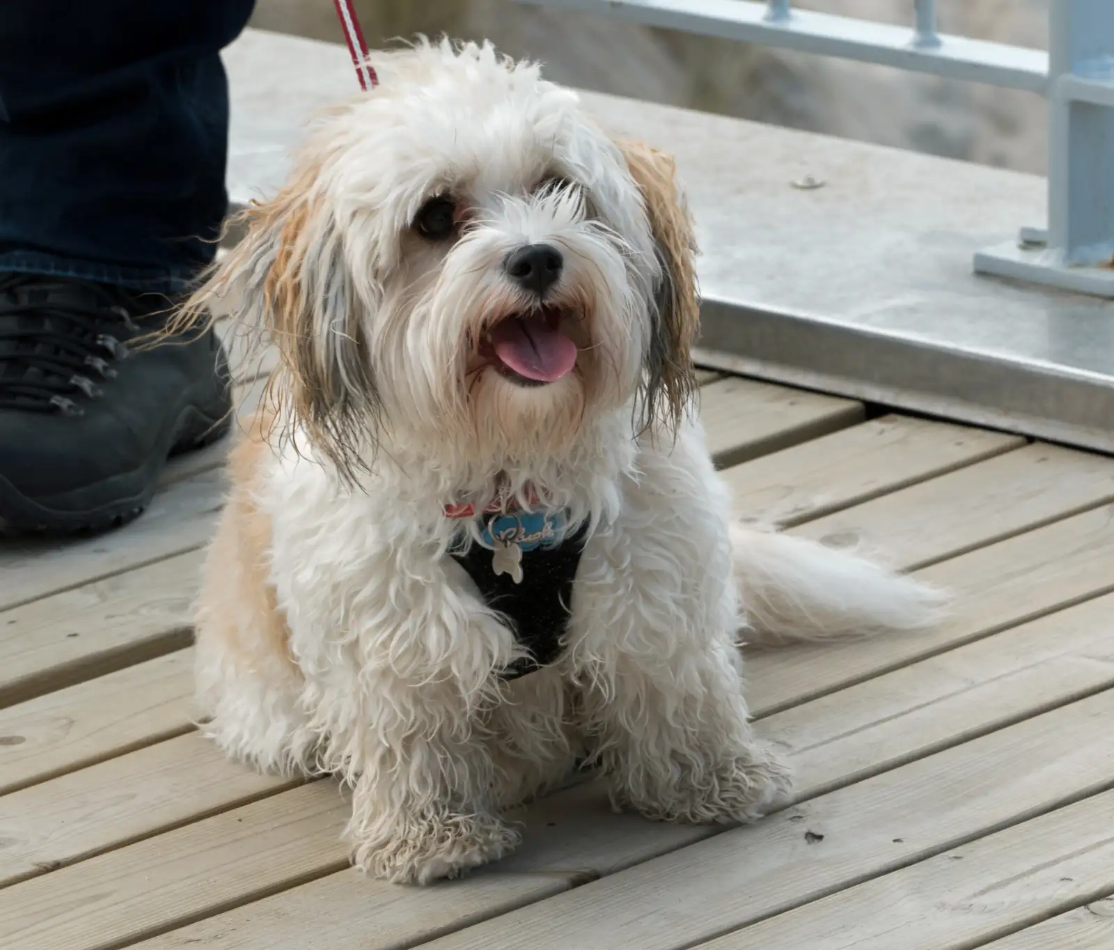 A shaggy white-and-tan dog sitting on a wooden deck