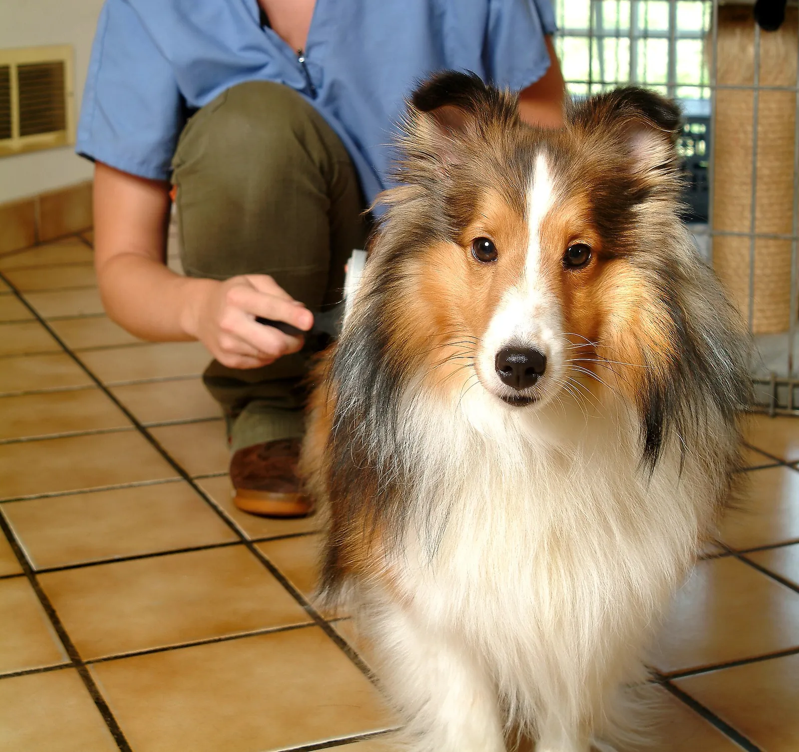 A sheltie sitting on a tiled floor while a groomer in blue scrubs kneels behind it with a brush